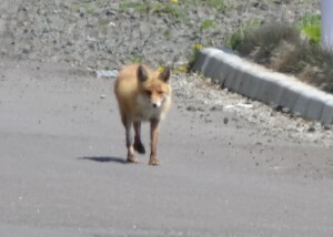 ４日目　犬じゃないよ　初狐